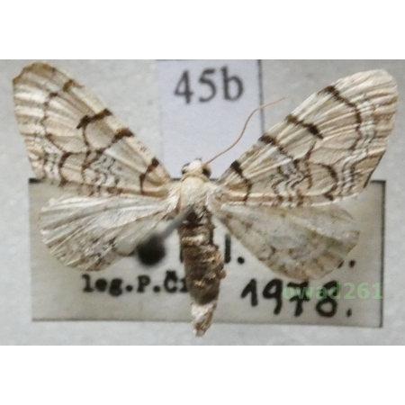 Eupithecia venosata (Fabricius, 1787) Czech45b